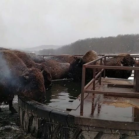 Grand View Bison Ranch on Instagram: “Cold and blustery up here on top of the ridge but at least the waters warm.” Bison Ranching, Bison Farm, Bison Ranch, Farming Life, Gorgeous Animals, Farm Lifestyle, Future Farms, American Bison, Farm Ideas