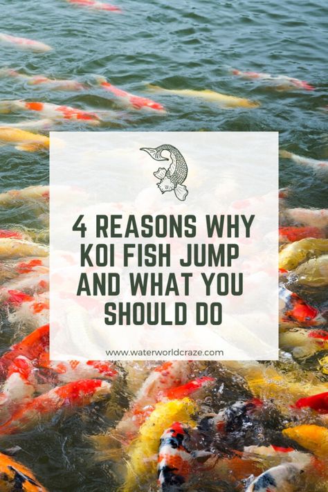 as the water there is warmer. The opposite thing Pond Indoor, Koi Fish Care, Pond Diy, Container Pond, Fish Eat, Indoor Pond, Fish Pond Gardens, Image Of Fish, Water World