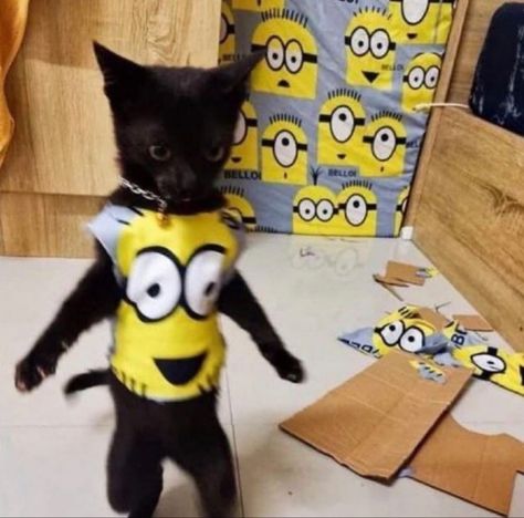 Minion, Black Cat, Yellow, Funny, Black