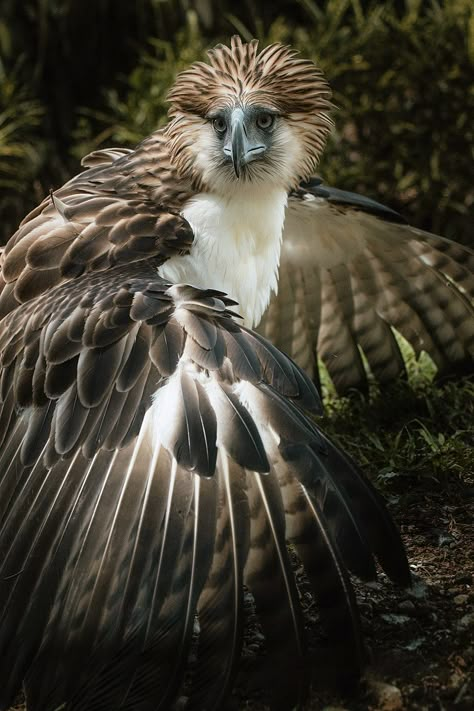 Philippine Eagle, Eagle Images, Rare Birds, Bird Pictures, Endangered Species, Birds Of Prey, Creature Design, Monkeys, Beautiful Creatures