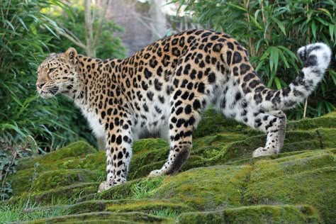 Amur Leopard Art, Leopard Reference Photo, Amur Leopard Photography, Amur Leapord, Leopard Walking, Leopard Photo, Cat Tattoo Design, Big Cats Photography, Small Wild Cats