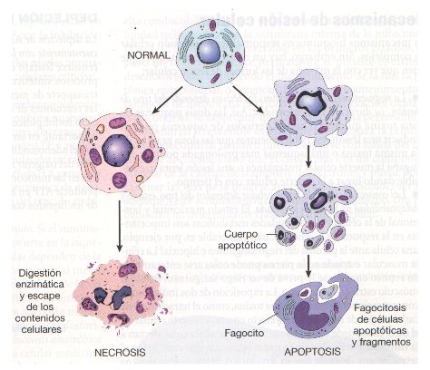 Necrosis & Apoptosis Medicine