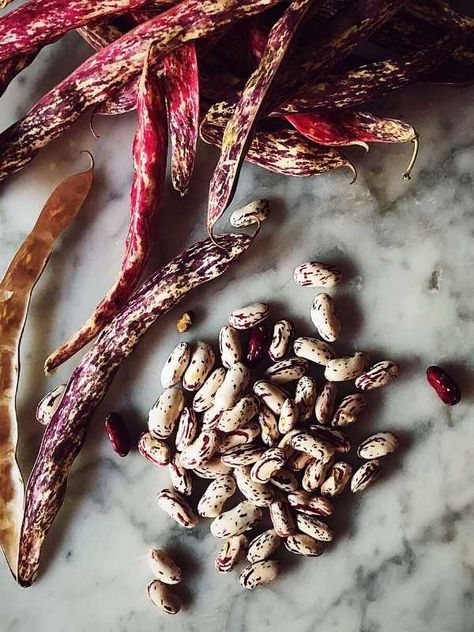 Italian Flat Beans, Borlotti Beans Recipes, Mexican Boracho Beans, Borlotti Bean Recipes, Boracho Beans, How To Cook Fresh Butter Beans, Borlotti Beans, Italian Gourmet, Bean Chilli