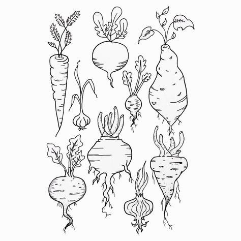 Root Vegetable Drawing, Fruits And Vegetables Line Art, Root Vegetable Illustration, Root Vegetable Tattoo, Veggie Tattoo, Autumnal Art, Vegetable Tattoo, Cottagecore Drawing, Roots Drawing