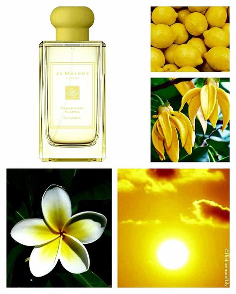 Frangipani Perfume, Frangipani Flower, Fragrances Perfume Woman, Perfume Collection Fragrance, Jo Malone, Perfume Collection, Smell Good, Fragrances Perfume, Perfume Bottles