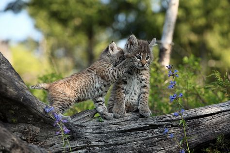 Telling Secrets | Bobcat Kittens Kalispell, Montana | Megan Lorenz | Flickr Bobcat Pictures, Baby Bobcat, Bobcat Kitten, Cats Pictures, Large Cats, Cute Animal Pictures, Animals Friends, Big Cats, In The Woods