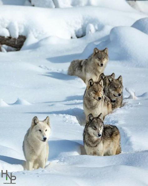 Yellowstone National Park Yellowstone Wolves, Bull Elk, Wolf Photos, Gray Wolf, Wolf Spirit Animal, Wolf Love, Wolf Pictures, Beautiful Wolves, Wolf Spirit