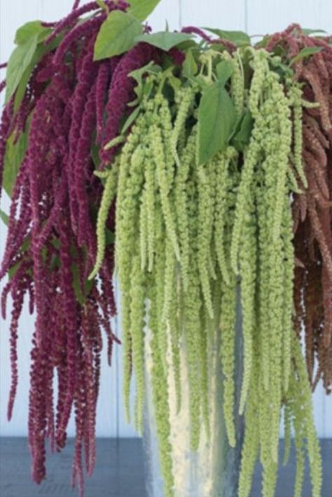 Amaranthus - Amaranthus - Availability: Year Round - Color: Burgundy, Green, Orange Amaranth Flower, Flowers Easy, Colorful Bouquet, Peach And Green, Plant Spacing, Fresh Flowers Arrangements, Flower Names, Amaranth, Dried Floral