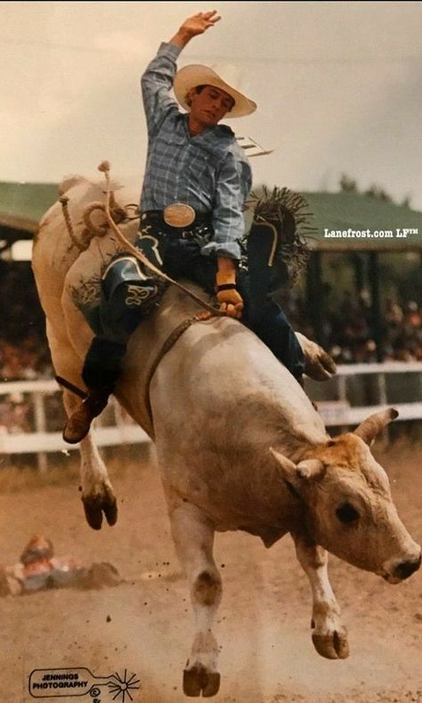 Bull Riding Rodeo The Ozarks, A Bull, Bull Riding, Rodeo, Cow, White