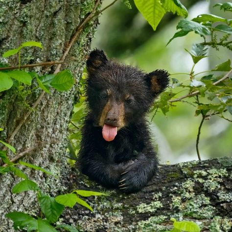 American Black Bear, Black Bear Cub, Bear Cub, Creature Feature, Bear Cubs, Great Smoky Mountains, Black Bear, From Instagram, Spring 2017