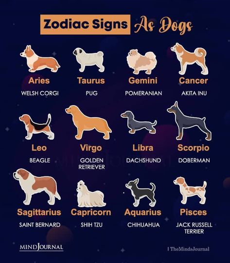 Zodiac Signs As Dogs, Dog Zodiac, Animal Zodiac, Zodiac Signs Chart, Zodiac Funny, Akita Inu, Zodiac Traits, Capricorn And Aquarius, Zodiac Memes