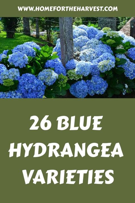 25+ blue hydrangea varieties Smooth Leaf Hydrangea, Hydrangea Types, Hydrangea Color Change, Blue Hydrangea Bush, Light Blue Hydrangea, Early Blue Hydrangea, Nikko Blue Hydrangea, Hydrangea Shrub, Types Of Hydrangeas