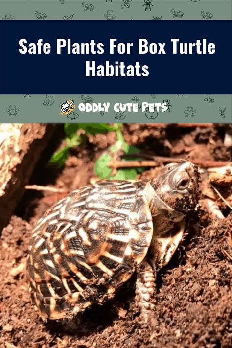 Safe Plants For Box Turtles, Turtle Enclosure Ideas, Indoor Box Turtle Habitat, Box Turtle Habitat Indoor Diy, Box Turtle Habitat Outdoor, Turtle Homes Ideas, Box Turtle Habitat Indoor, Outdoor Turtle Habitat, Box Turtle Enclosure