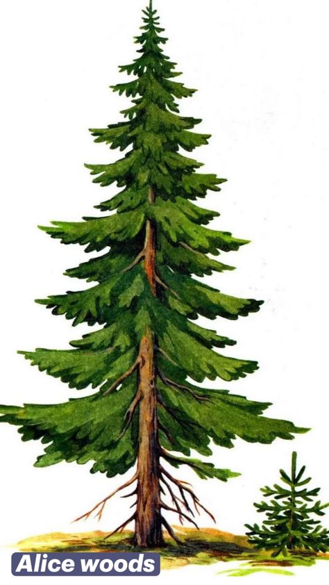 Nature Drawing Ideas, Pine Tree Drawing, Winter Fitness, Pine Tree Painting, Pine Tree Art, Christmas Tree Drawing, Forest Drawing, Watercolor Paintings Nature, Christmas Tree Art