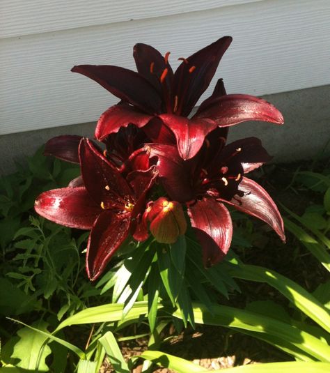 Landini Lily--deep red, almost black Dark Red Flowers Aesthetic, Dragon Lily, Dark Red Flowers, Deep Red Flowers, Red Lilies, Lily Wallpaper, Red Lily, Gothic Garden, Dark Flowers