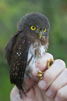 Amazonian Pygmy Owl Pygmy Owl, Owl Species, Owl Photos, Owl Pictures, Beautiful Owl, Owl Lovers, Owl Bird, Baby Owls, Owl Art