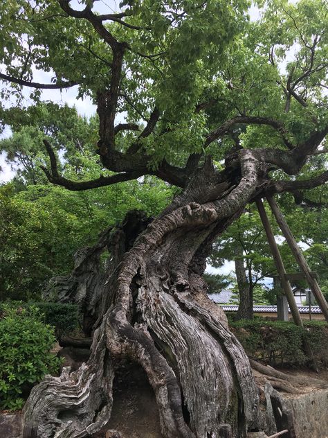 https://flic.kr/p/Wdrui1 | Horyuji temple, Nara | Unusual tree Horyuji Temple, Giant Tree, Reference Images, Book Inspiration, Nara, White Flowers, Tree Trunk, Art Projects, Temple