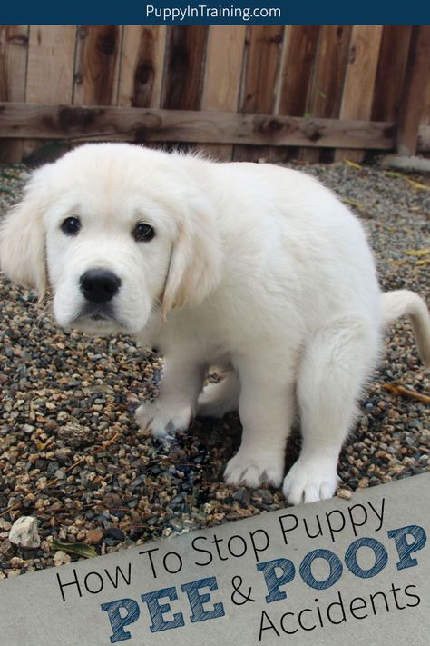 Potty Training Tips For Puppies, Training Puppy To Potty Outside, Puppy Schedule Daily, How To Discipline A Puppy, Getting A New Puppy Tips, Tips For Potty Training Puppies, Potty Training 4 Month Old Puppy, Potty Training Golden Retriever, How To Potty Train A Puppy On A Pad