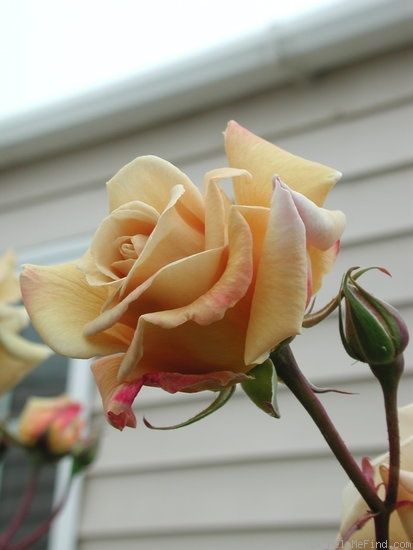 'Butterscotch ' Rose Photo ( like the yankee doddle butter scotch icecream .. meeting friends back in the day ) Butterscotch Rose, Butter Scotch, Scottish Flowers, Miniature Roses, Rose Photo, Planting Roses, Rose Photos, Meeting Friends, Rose Cottage