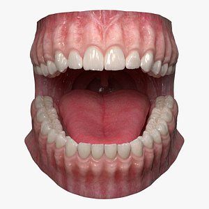 Mouth Anatomy, Human Teeth, Anatomy Models, Natural Teeth Whitening, Open Mouth, Animated Images, Anatomy Reference, Human Anatomy, Memento Mori