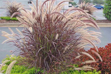 Red/Purple Fountain Grass (Pennisetum setaceum 'Rubrum') Red Fountain Grass, Foxtail Grass, Pennisetum Setaceum, Garden Grasses, Fountain Grass, Ornamental Grass, Grasses Landscaping, Container Gardening Flowers, Grasses Garden