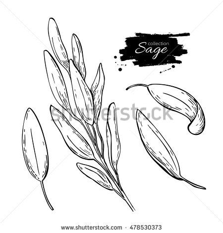 Sage Drawing, Sage Illustration, Leaves Sketch, Product Sketch, Sage Plant, Sage Leaf, Leaf Illustration, Plant Vector, Leaf Drawing