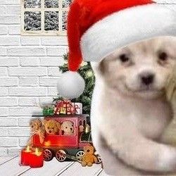 Matching Christmas Pfp Duo, Icons Goals Navidad, Matching Icons Navidad, Funny Christmas Pfp, Christmas Matching Icons, Dog Match, Duos Icons, Instruções Origami, Funny Blogs