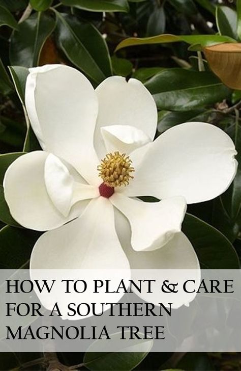 Tips for growing, pruning & fertilizing a Southern Magnolia tree. How To Plant A Magnolia Tree, Southern Magnolia Tree Landscaping, Magnolia Tree Care, Magnolia Tree Landscaping, Little Gem Magnolia Tree, Farmer George, Magnolia Bush, Southern Magnolia Tree, Evergreen Magnolia