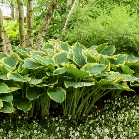 Hosta 'Sagae' | Walters Gardens, Inc. Hosta Sagae, Giant Hosta, Plantain Lily, Hosta Plants, Shade Perennials, Front Landscaping, Greenhouse Gardening, Big Tree, Shade Plants