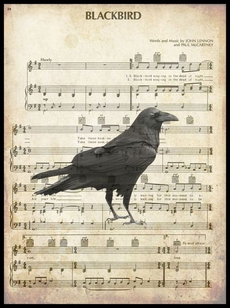 Blackbird singing in the dead of night... Blackbird Singing In The Dead Of Night, Blackbird Singing, Mocking Birds, Dead Of Night, Singing Monsters, Crows Ravens, Night Art, Blackbird, Crows