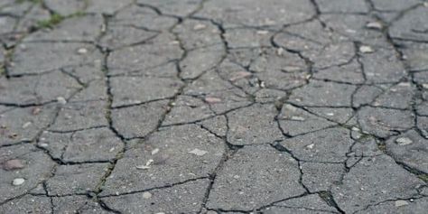 Reasons Why Your Asphalt Driveway Is Cracking 1 Root Barrier, Garbage Can, Asphalt Driveway, Types Of Plants, Custom Shower, Driveway, Tree Roots, Fix It, Entertainment News