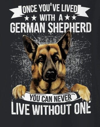 The German Shepherd Quotes About German Shepherds, German Shepherd Quotes Love, German Shepard Quotes, German Shepherd Dog Quotes, German Shepherd Wallpaper, Facebook Backgrounds, German Shepherd Quotes, German Shepherd Photography, German Shepherd Videos