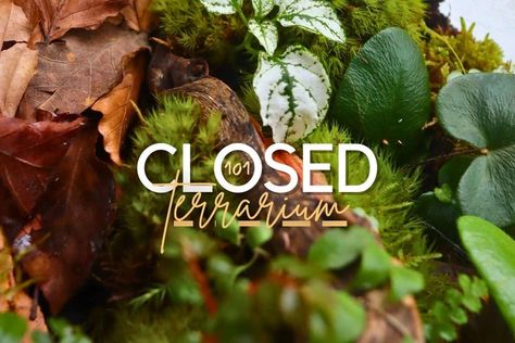 How to Make a Closed Terrarium (Hands-on DIY Guide) How To Make An Open Terrarium, How To Take Care Of Terrarium, Terrarium Plants Closed, How To Make A Closed Terrarium, Closed Terrarium Layers, Self Sustaining Terrarium, Closed Terrarium Plants, Nutrient Cycle, Tropical Terrariums