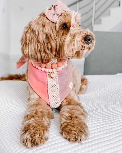 GIGI’S, LLC / Dog accessories on Instagram: "A cute outfit can really make your day!!🤍 • Gorgeous girl Daisy @daisytheteddy Wearing Ciara bandana and bow Necklaces: GLamorous Peach, Glamorous Sugar Vanilla Skinny" Girl Puppy Accessories, Dog Accessories Diy, Dachshund Photography, Girl Dog Accessories, Girl Dog Bandana, Dog Bandana Pattern, Mini Goldendoodle Puppies, Dog Clothes Diy, Cute Dog Clothes