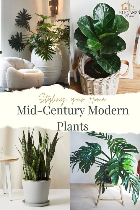 Modern house plants; Plants that produce the most oxygen; raven zz plant; love plants; summer indoor plants; big leaf indoor plants; Rare house plants; homegrown plants; Large low light indoor plants; Types of indoor plants; best oxygen indoor plants; plant décor; ideas how to arrange plants in living room; mid century modern plants;  Trending house plants Zz Plant Decor, Modern House Plants, Big Leaf Indoor Plant, Modern Midcentury Home, Raven Zz Plant, Rare House Plants, Mid Century Modern Accessories, Big Indoor Plants, Mid Century Modern Plants