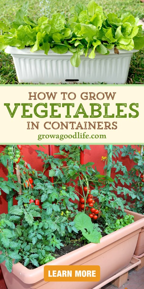 images of a container vegetable garden including a window box of lettuce and a planter with tomatoes herbs and bush beans with overlay text that reads how to grow vegetables in containers learn more at grow a good life dot com How To Container Vegetable Garden, Grow Your Own Vegetables Small Spaces, Vegetable Garden Pots Container, Pot Plant Vegetable Garden, Growing Fruit And Vegetables In Pots, Growing Veg In Pots, How To Container Garden, Flower Pot Vegetable Garden Ideas, Growing Veg In Small Spaces