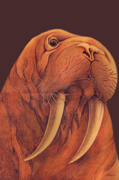 fatboygotsick.deviantart   COLORED PENCIL Walrus Art, Football Coloring Pages, Colored Pencil Portrait, Color Pages, Fat Boy, Winter Animals, Nature Kids, Coloured Pencils, Color Pencil Art