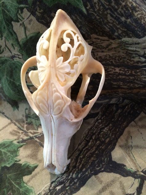 Carved coyote skull. To see more check out buckwildcustoms on Facebook. Cool Animal Skulls, Bone Carving Patterns, Carved Skulls, Carved Skull, Coyote Skull Art, Coyote Skull Reference, Carved Bone, Coyote Skull Decor, Carved Antler