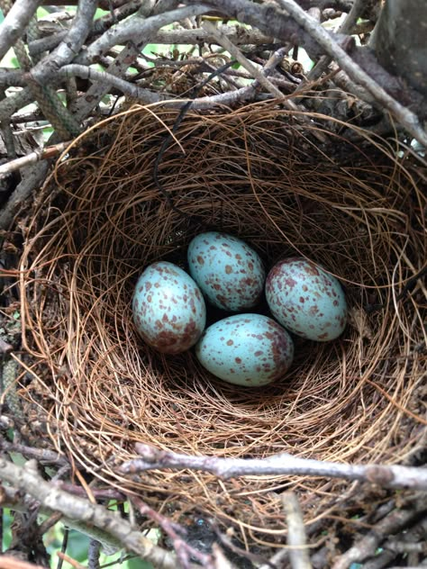 Bird Nests Art, Bird Nest Painting, Robin Eggs, Birds Eggs, Mocking Bird, Egg Pictures, Nest Art, Bird Nests, Bird Identification