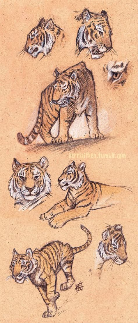 Tiger Study by KerriAitken Feline Drawing Reference, Tiger Side View Drawing, Tiger Poses Reference, Tiger Poses Drawing, Tiger Anatomy Drawing, Tiger Reference Drawing, How To Draw A Tiger, Tiger Poses, Tiger Anatomy