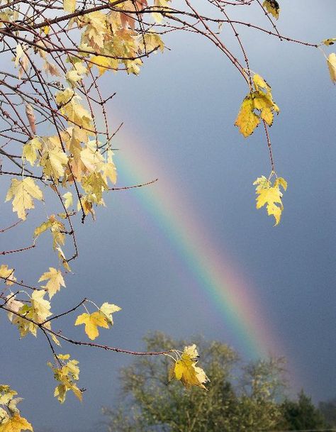 Rainbow Rainbow Photography Nature, Gods Promise, Rainbow Promise, Autumn Rainbow, Rainbow Photography, Rainbow Prism, Rainbow Photo, God's Promise, Rainbow Magic