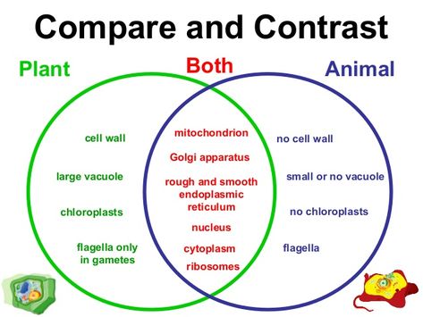 plant and animal cells have organelles. Plant Vs Animal Cell Diagram, Plant Cell Vs Animal Cell, Plant Cells And Animal Cells, Plant Vs Animal Cell, Plant Cells, Cell Biology Notes, Cells Worksheet, Cell Parts, Science Cells