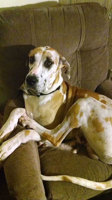 My Fawnequin Great Dane, Toby. 125lbs of love. :) Fawnequin Great Dane, Large Marge, Great Dane Dogs, Gentle Giant, Cavalier King Charles, Great Dane, King Charles, Best Dogs, Moose