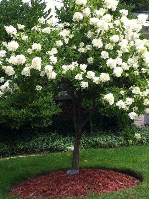 Great Tree Blooming in August--Good for Small Yards Magnolia Tree Landscaping, Hydrangea Trees, Recycle Garden, Hydrangea Tree, Hydrangea Landscaping, Trees For Front Yard, Large Hydrangea, Small Yards, Lake Garden