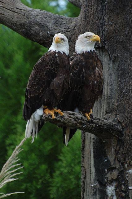 Bald eagles Eagle Pictures, Bald Eagles, The Eagles, Pretty Birds, Birds Of Prey, Wild Birds, 귀여운 동물, Bird Prints, Bird Watching