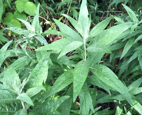 mugwort growing Medicinal Weeds, Wild Food Foraging, Medicinal Herbs Garden, Edible Wild Plants, Herbal Salves, Mountain Rose Herbs, Nature's Bounty, Wild Edibles, Wild Food