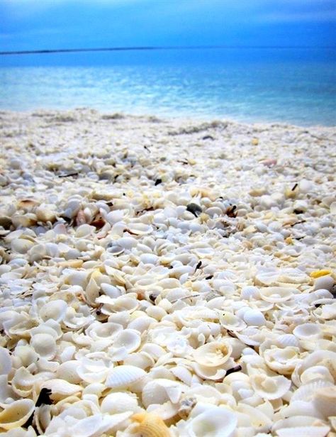 Shell Beach Australia, Beach Australia Aesthetic, Margaret River Wineries, Wa Australia, Australia Aesthetic, Tiny Shells, Rottnest Island, Pink Lake, Travel Wishes