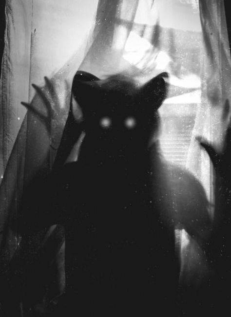 Myths & Monsters, Mask Aesthetic, Wolf Mask, Weird Pictures, Batman, Mask, Google Search, Tumblr, Animals