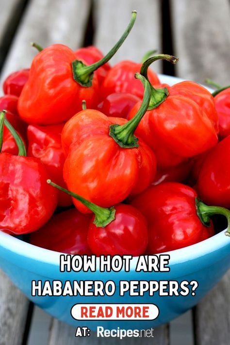 Spice up your culinary adventures with "How Hot Are Habanero Peppers?" 🌶️ Discover everything you need to know about these flavorful peppers, from their Scoville heat units to creative ways to incorporate them into your meals. Whether you're a fan of bold flavors or looking to challenge your taste buds, this pin is your go-to guide. Perfect for chili enthusiasts and anyone curious about the world of spicy cuisine. Get ready to ignite your dishes with habanero heat at Recipes.net. Salsa Ideas, Side Dish Casseroles, Cooking Techniques Basic, Side Dish Easy, Habanero Salsa, Healthy Fruit Desserts, Habanero Pepper, Breakfast Cocktails, Alfredo Sauce Recipe