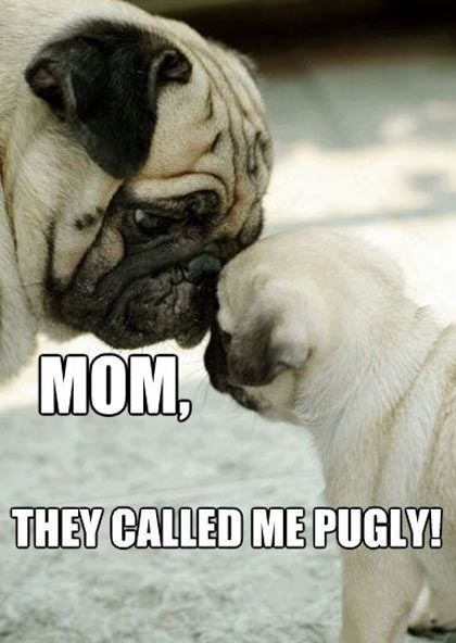 Mom, They Called me Pugly cute animals dogs adorable dog puppy animal pets funny animals pugs funny pets funny dogs pugly baby pug Pug Meme, Unusual Pets, Anjing Pug, Pug Dogs, Baby Pugs, Pug Puppies, Unusual Animals, Pugs Funny, Baby Animals Funny